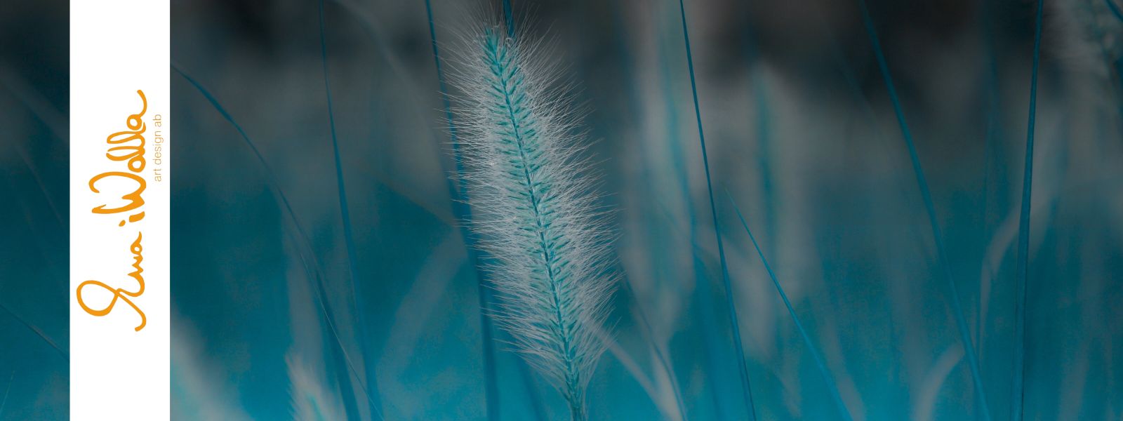 ewa i walla bandeau ete 26