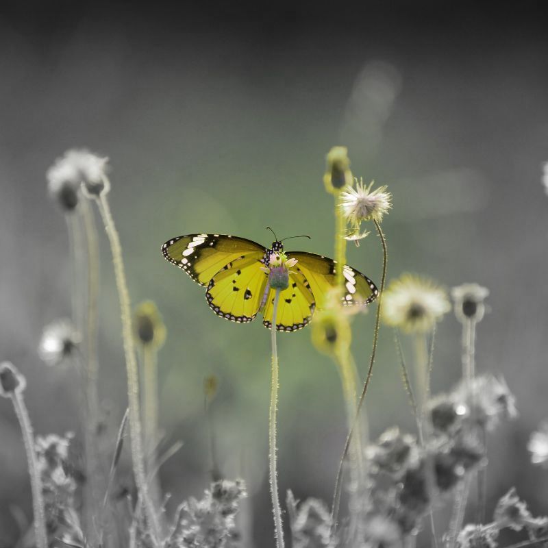 papillon ete 2026 abby maud 1