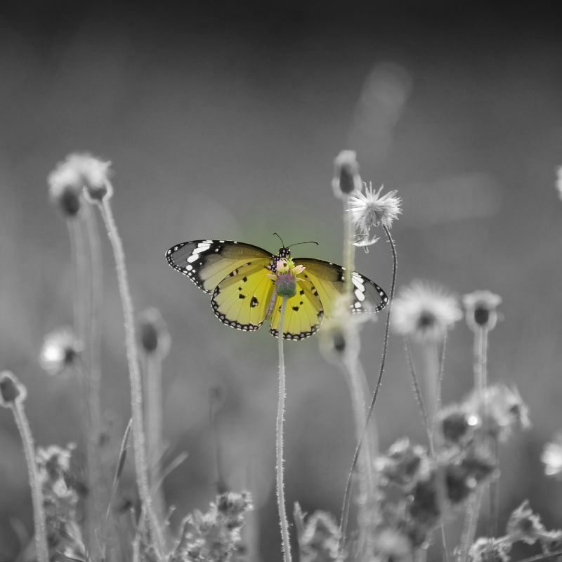 papillon ete 2026 abby maud 4