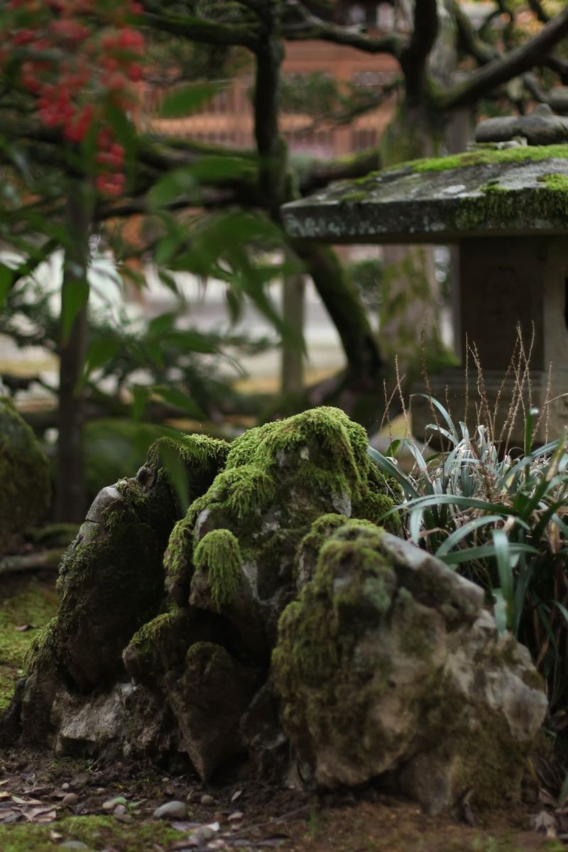 dogstar abby maud 12